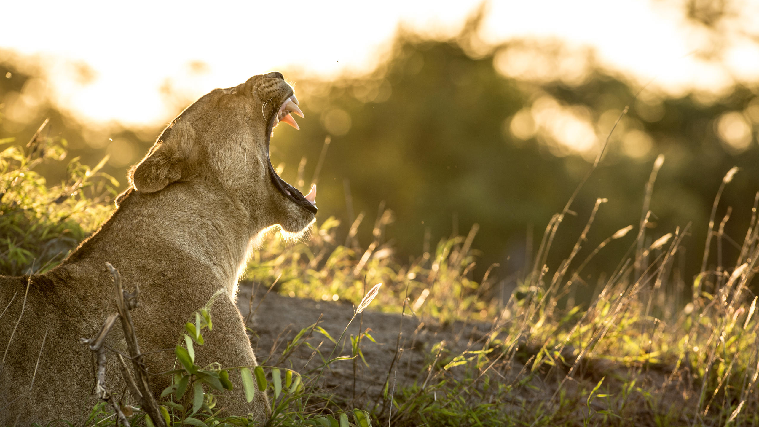 Ultimate Africa | The Best Safari destination