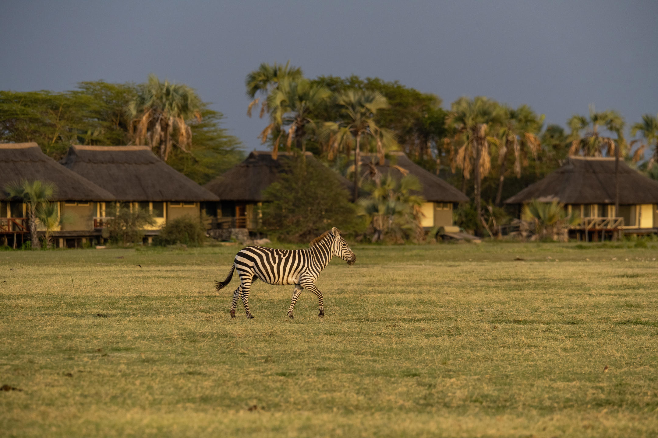 The Best 6-Days Safari | Exclusive Tanzania SKY Adventure