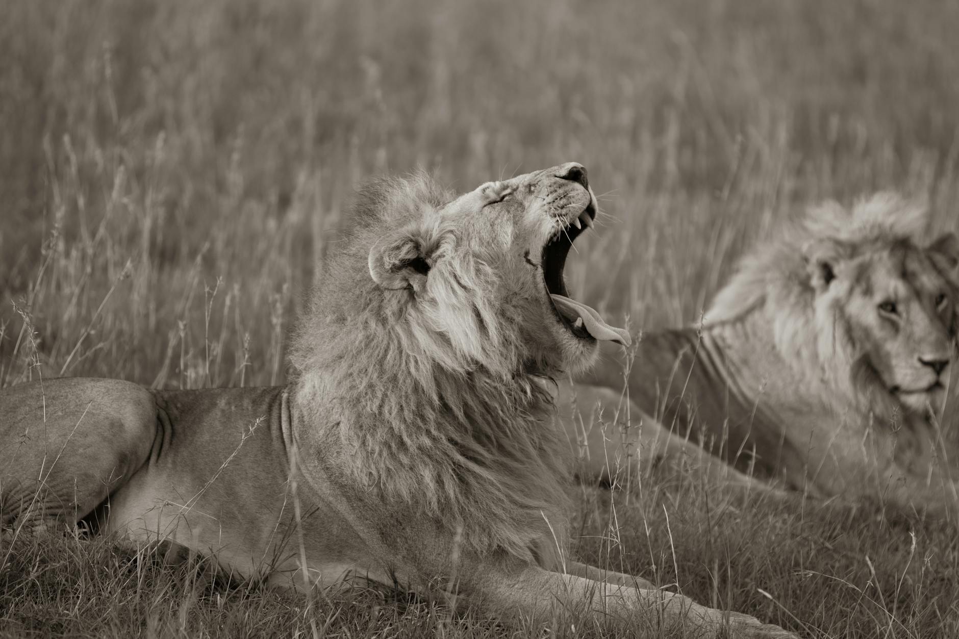 yawning lion in black and white