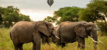 Tarangire National Park | The Best Place  To See Elephants